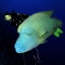 wrasse_napoleon_bro_l_v_0043_egy0343_rv.jpg